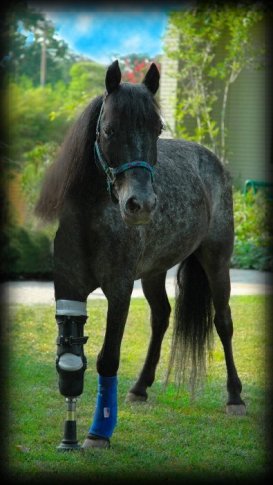 Meet Molly - the amazing pony!